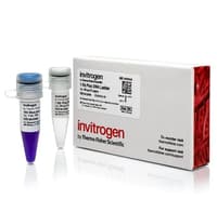 Invitrogen™ - 1 Kb Plus DNA Ladder